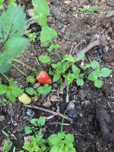 Appartements Solacargese Appartement de charme Vue imprenable Mediterranee : photos des chambres