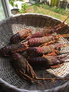 Appartements Solacargese Appartement de charme Vue imprenable Mediterranee : photos des chambres