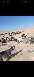 Dana to explore Bedouin life