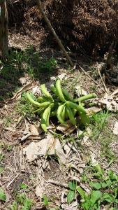 Apo-Experience Ecoturismo Talamanca