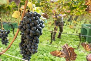 Appartamento La Ninfa Garden Suite