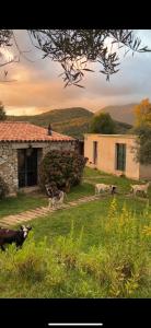 B&B / Chambres d'hotes Bergerie du Prunelli : photos des chambres