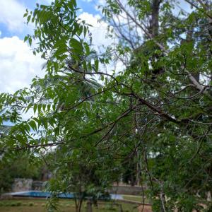 Wild Safari Nest Udawalawe