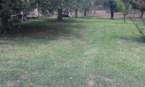 Villa degli Ulivi e delle Rose img1