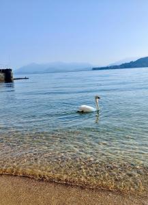 Scarlet Flower - Lago Maggiore