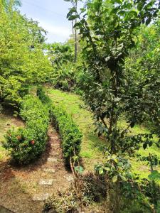 Stays at Corcovado-pool-best views-nature