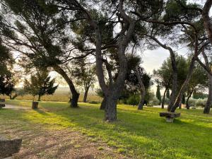 "La Pinède" à lombre des pins tout simplement