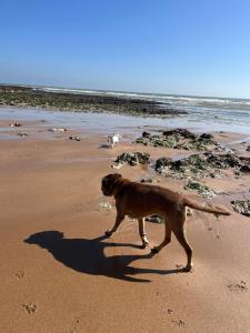 Dog friendly Beach Apartment