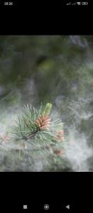 Семейный коттедж საოჯახო კოტეჯი