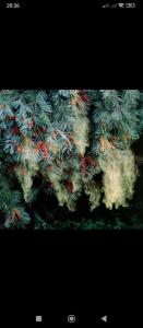 Семейный коттедж საოჯახო კოტეჯი