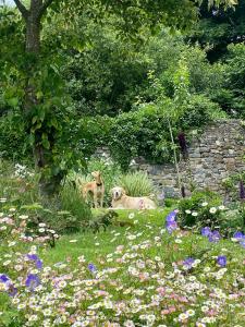 Beautiful renovated stone house for Dog friendly, Quayside location