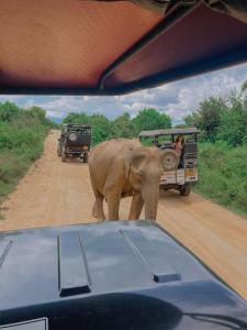 Leopard Home Stay