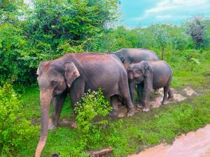 Leopard Home Stay