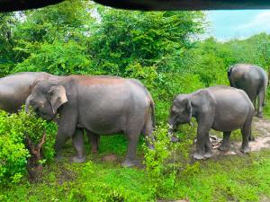 Leopard Home Stay