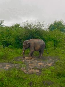 Leopard Home Stay
