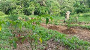 Forest Hideaway, Off-grid, Taguan Sa Tibanglan