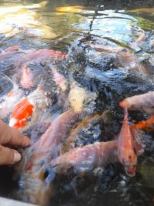 Ndalem Katresnan Kalongan "Homestay"