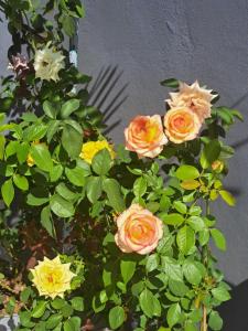 Apartamento para trabalhadores