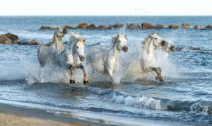 Maisons d'hotes Nuits Salines Salin de Giraud : photos des chambres