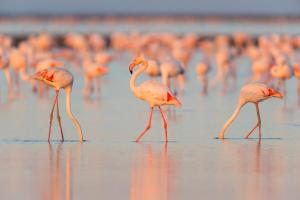 Maisons d'hotes Nuits Salines Salin de Giraud : photos des chambres