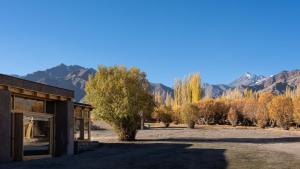 The Postcard in The Himalayan Willows, Stok, Leh