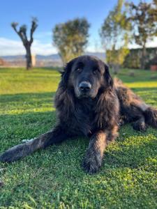 Tranca da Barriga - Casa do Vinho by Quinta De São Tiago