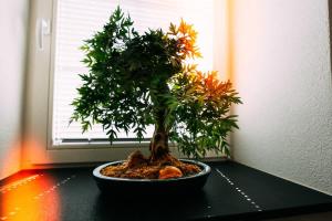 The Timber Apartment in Brienz