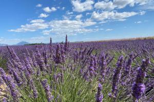 Appartements Magnificent flat in the heart of lavender fields - 6-7 people : photos des chambres