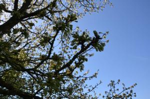 Hoeve BôThé - Vakantiewoning