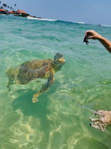 SunVilla - Dikwella