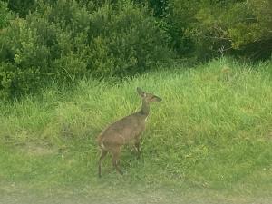 Morganss Paradise beach house unit, at Jeffreys Bay