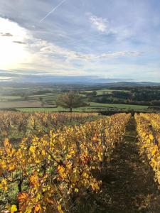 Maisons de vacances La Petite Montjoie - Maison vigneronne : photos des chambres