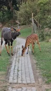 Shiloh Wedding Venue - Matsulu