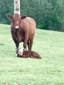 Cottonwood Home - 科威恰湾