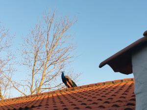 Maisons de vacances Gite rustique dans le Marais breton vendeen, proche plages - FR-1-426-575 : photos des chambres