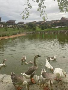 Flat Completo 2 Quartos Winterville - Gravatá