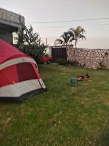 Nada y acampa con tus perritos