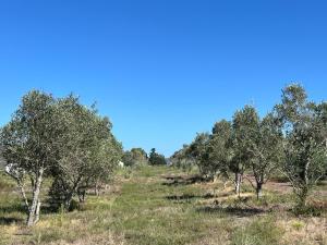 Olive Cottage at Rivierplaas