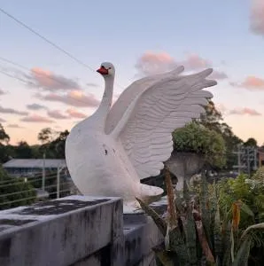 Two Swans - 奥申肖尔斯