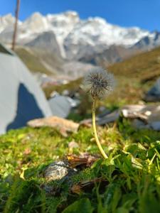Kedarnath Nature Camp by Nitin