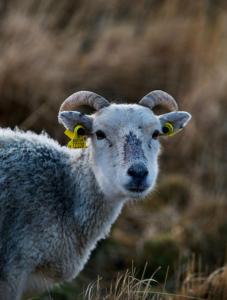 Adrigole Bay Studio Apartment