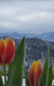 Domeniul Barabuc Colibita