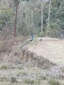 Kousani Naranga Farmstay-Kagey - Aritar