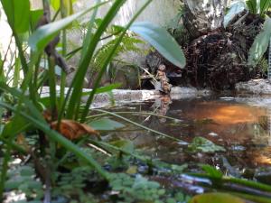 Unawatuna Villa Bird Nest