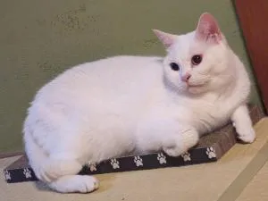 Guest House Tsugaru no Heccho - Vacation STAY 95100v - Kawajiri