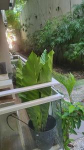 Luxury apartment Riviera Colonial