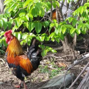 Guest apartment with complimentary ride to airport-Ladyville CP