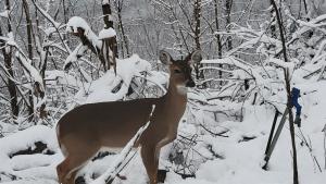 Mountain View Retreats