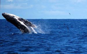 Gemini Villas , Gemini II