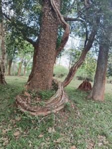 Green Heaven Kuruva Wayanad